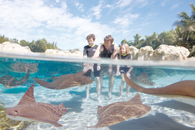 ray lagoon